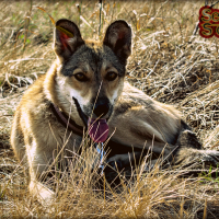 Фото Wild Ranch Передержка животных Воронеж и область