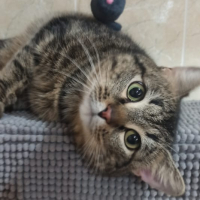 Зоогостиница 