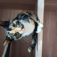 Фото Зоогостиница 