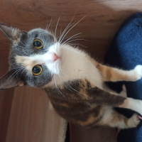 Фото Зоогостиница 