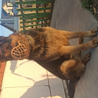 Фото Зоогостиница 