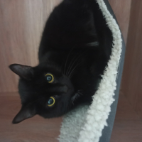 Фото Зоогостиница 