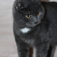 Фото Зоогостиница 